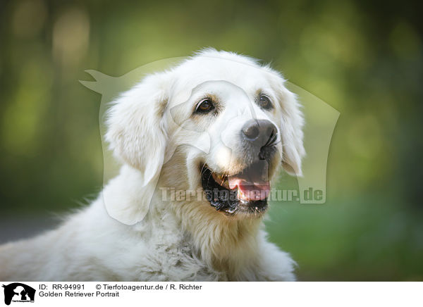 Golden Retriever Portrait / Golden Retriever Portrait / RR-94991