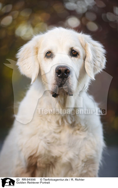 Golden Retriever Portrait / Golden Retriever Portrait / RR-94996
