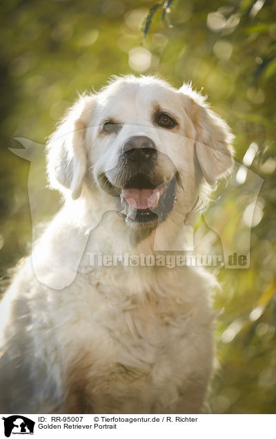 Golden Retriever Portrait / Golden Retriever Portrait / RR-95007