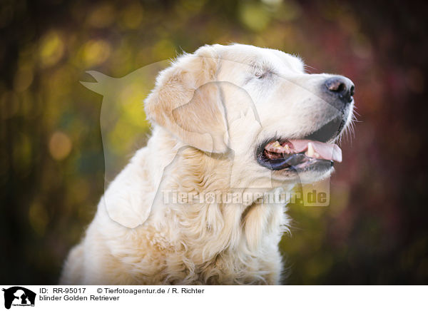 blinder Golden Retriever / blind Golden Retriever / RR-95017