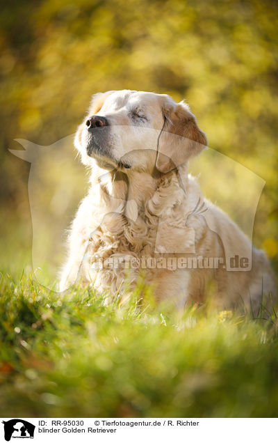 blinder Golden Retriever / blind Golden Retriever / RR-95030