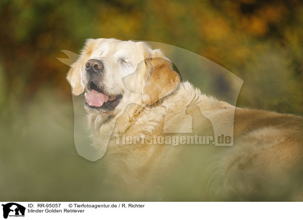 blinder Golden Retriever / blind Golden Retriever / RR-95057