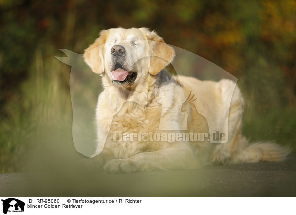 blinder Golden Retriever / blind Golden Retriever / RR-95060