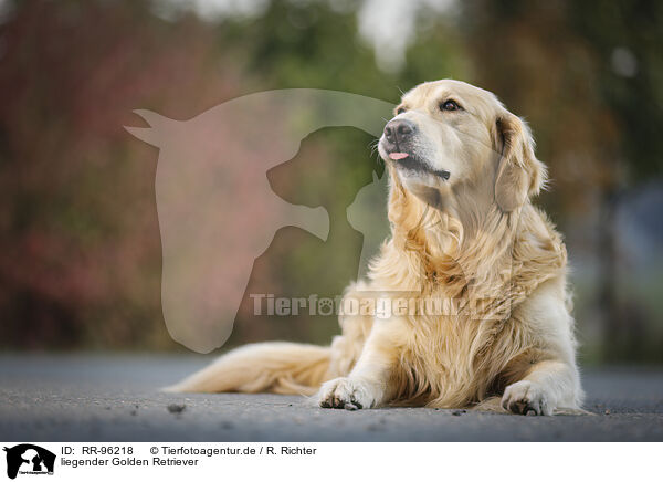 liegender Golden Retriever / lying Golden Retriever / RR-96218