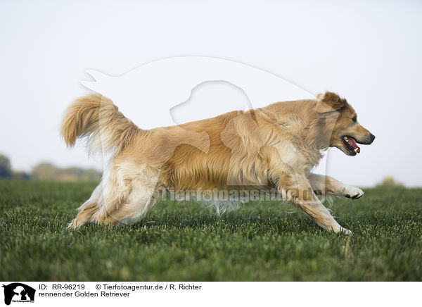 rennender Golden Retriever / running Golden Retriever / RR-96219