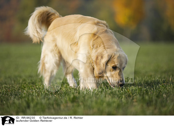 laufender Golden Retriever / walking Golden Retriever / RR-96230