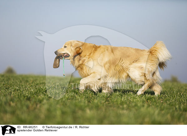 spielender Golden Retriever / playing Golden Retriever / RR-96251