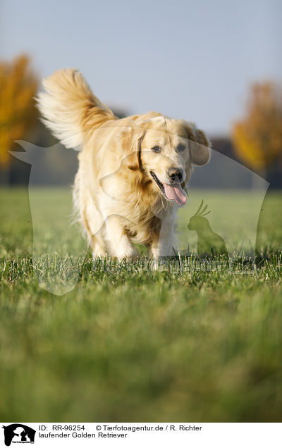 laufender Golden Retriever / walking Golden Retriever / RR-96254