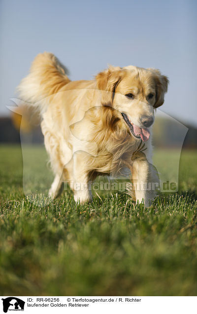 laufender Golden Retriever / walking Golden Retriever / RR-96256