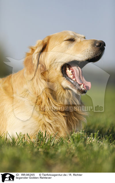 liegender Golden Retriever / lying Golden Retriever / RR-96265
