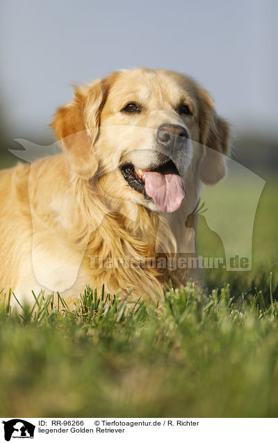 liegender Golden Retriever / lying Golden Retriever / RR-96266