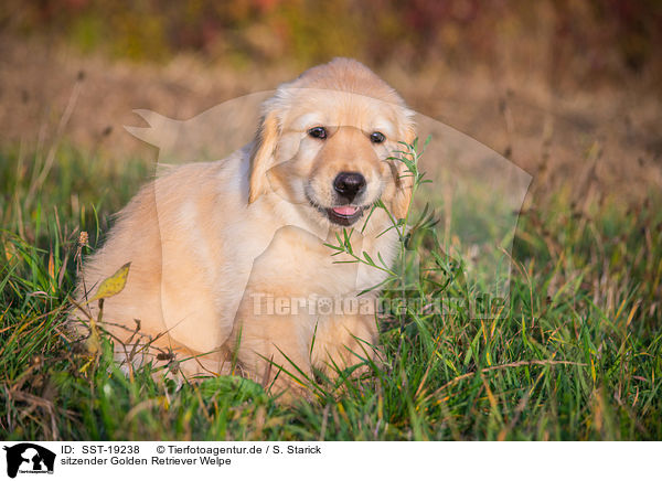 sitzender Golden Retriever Welpe / sitting Golden Retriever Puppy / SST-19238