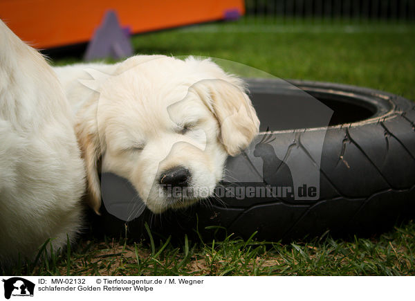 schlafender Golden Retriever Welpe / MW-02132