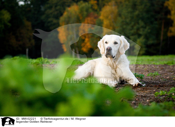 liegender Golden Retriever / lying Golden Retriever / MW-02221
