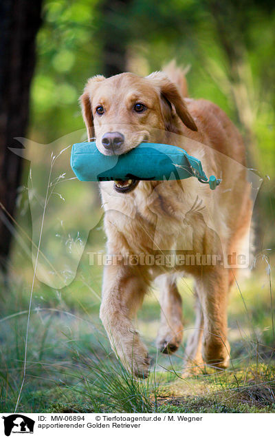 apportierender Golden Retriever / retrieving Golden Retriever / MW-06894