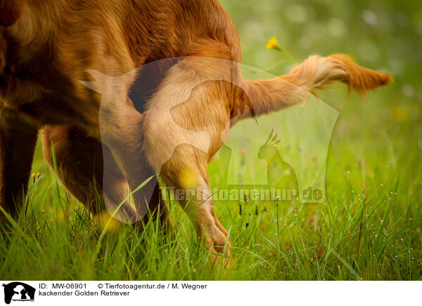 kackender Golden Retriever / pooping Golden Retriever / MW-06901