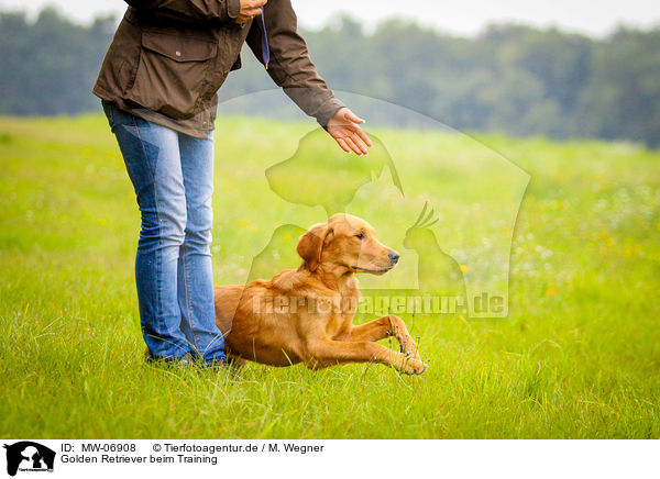 Golden Retriever beim Training / Golden Retriever at training / MW-06908