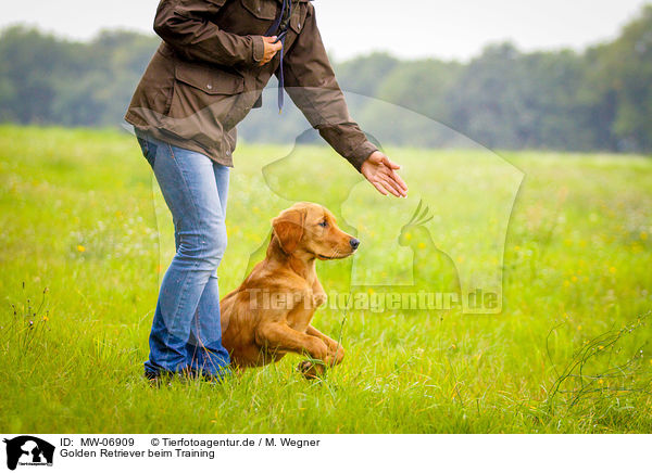Golden Retriever beim Training / Golden Retriever at training / MW-06909