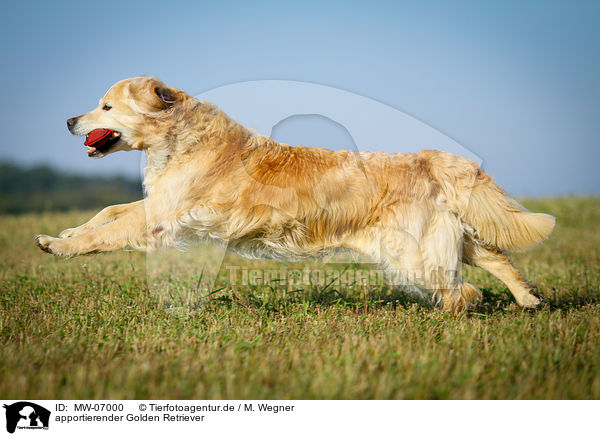 apportierender Golden Retriever / retrieving Golden Retriever / MW-07000