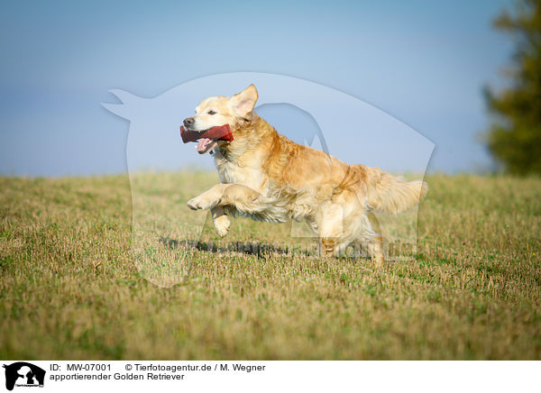 apportierender Golden Retriever / retrieving Golden Retriever / MW-07001