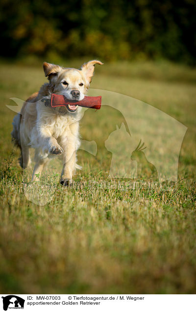 apportierender Golden Retriever / retrieving Golden Retriever / MW-07003