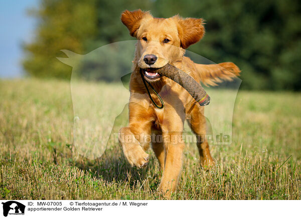 apportierender Golden Retriever / retrieving Golden Retriever / MW-07005