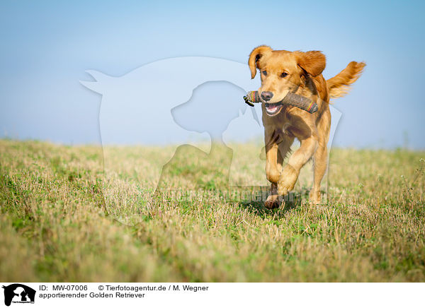 apportierender Golden Retriever / retrieving Golden Retriever / MW-07006