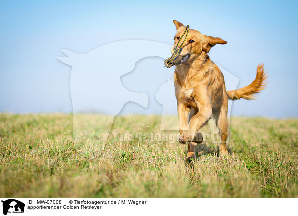 apportierender Golden Retriever / retrieving Golden Retriever / MW-07008