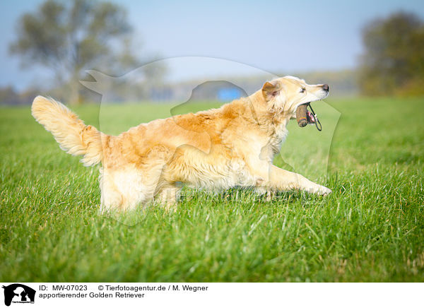 apportierender Golden Retriever / MW-07023