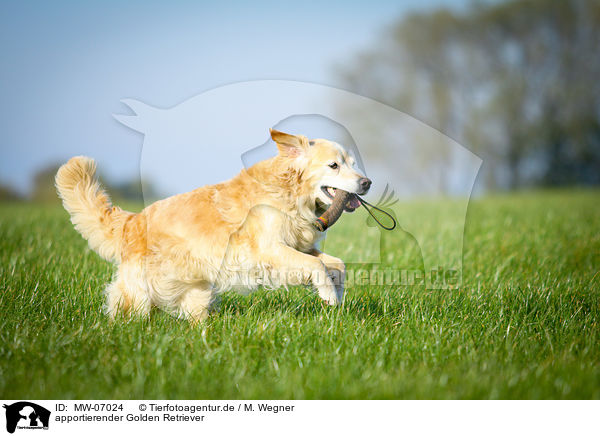 apportierender Golden Retriever / retrieving Golden Retriever / MW-07024