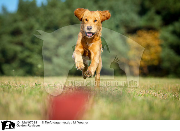 Golden Retriever / Golden Retriever / MW-07038