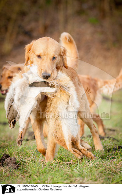 apportierender Golden Retriever / retrieving Golden Retriever / MW-07045