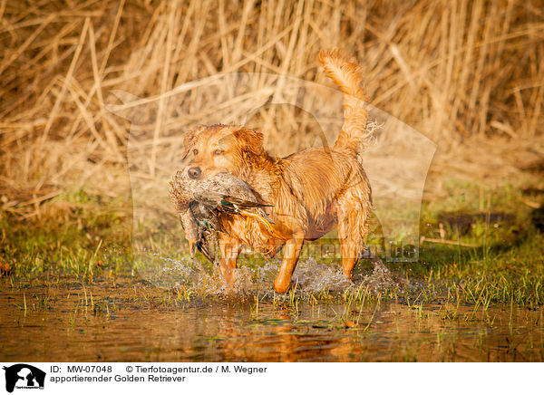 apportierender Golden Retriever / retrieving Golden Retriever / MW-07048