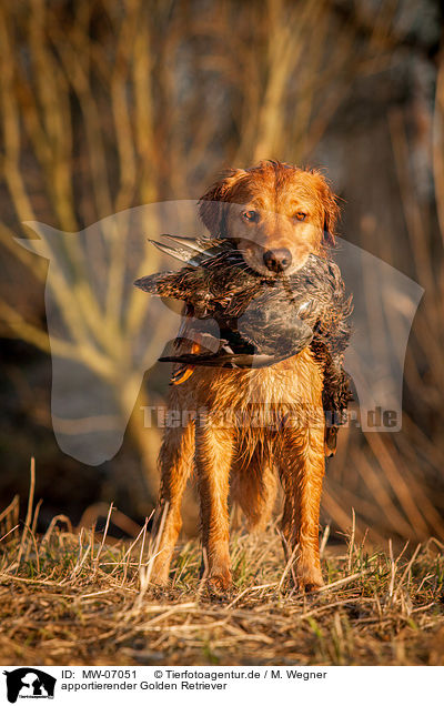 apportierender Golden Retriever / retrieving Golden Retriever / MW-07051