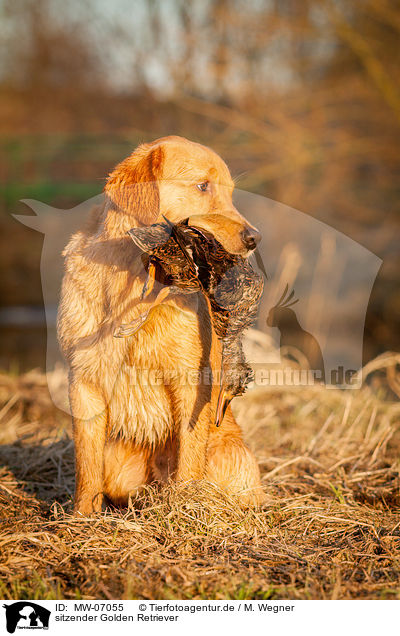 sitzender Golden Retriever / sitting Golden Retriever / MW-07055