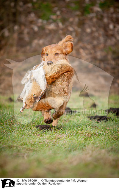 apportierender Golden Retriever / retrieving Golden Retriever / MW-07066