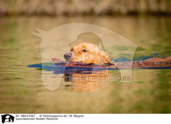 apportierender Golden Retriever / retrieving Golden Retriever / MW-07067