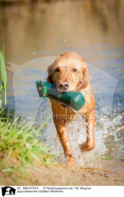 apportierender Golden Retriever / retrieving Golden Retriever / MW-07074