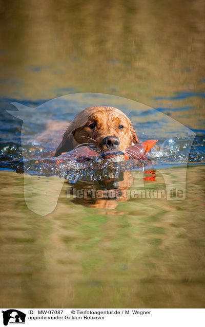 apportierender Golden Retriever / retrieving Golden Retriever / MW-07087