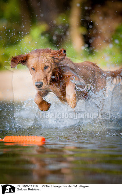 Golden Retriever / Golden Retriever / MW-07116