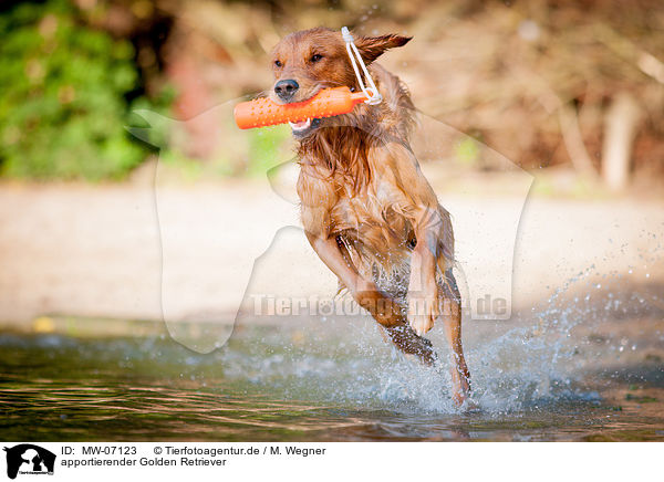 apportierender Golden Retriever / MW-07123