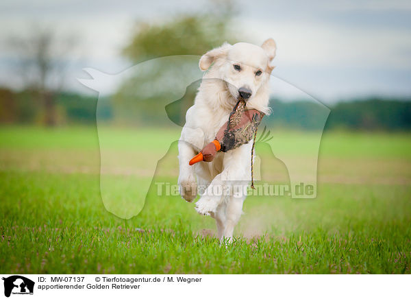 apportierender Golden Retriever / retrieving Golden Retriever / MW-07137