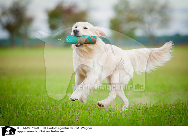 apportierender Golden Retriever / retrieving Golden Retriever / MW-07149