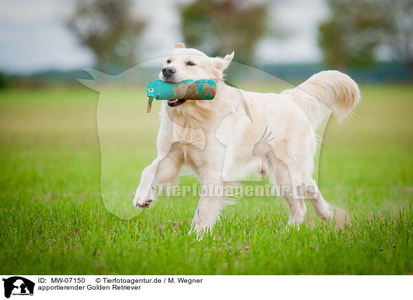 apportierender Golden Retriever / retrieving Golden Retriever / MW-07150