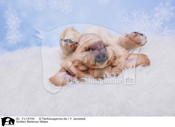 Golden Retriever Welpe / YJ-14744