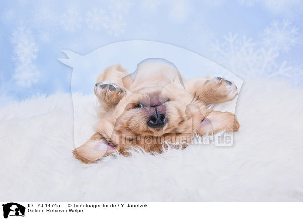 Golden Retriever Welpe / YJ-14745