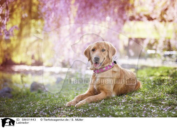 Labrador / SM-01443