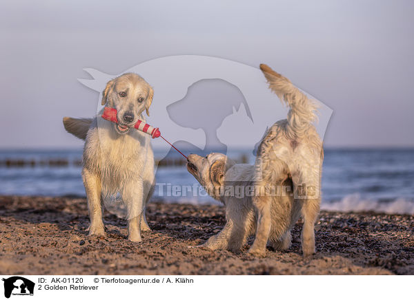 2 Golden Retriever / 2 Golden Retriever / AK-01120