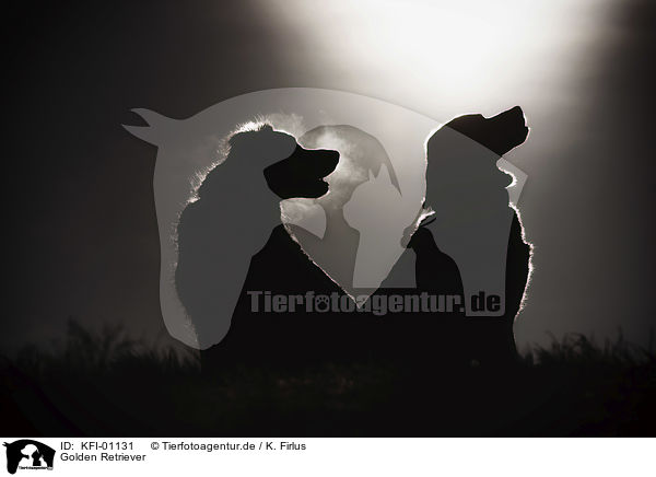 Golden Retriever / Golden Retriever / KFI-01131