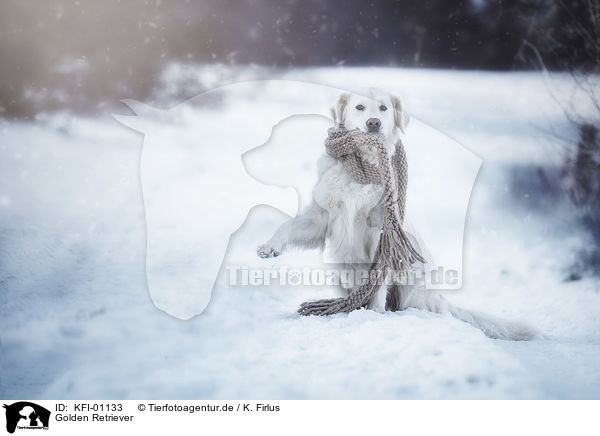 Golden Retriever / Golden Retriever / KFI-01133